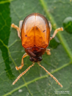 Leaf beetle (Alticini) - P6099785