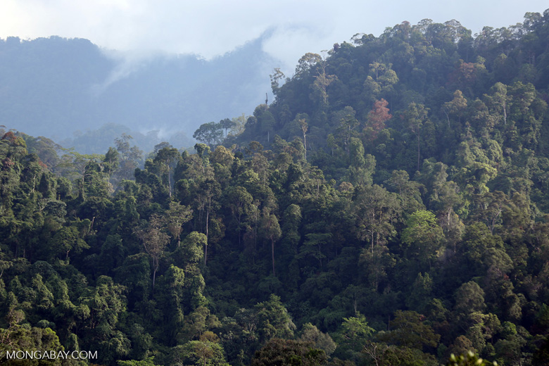 列尤擇山國家公園（Gunung Leuser）的熱帶雨林。圖片來源：Rhett A. Butler／Mongabay