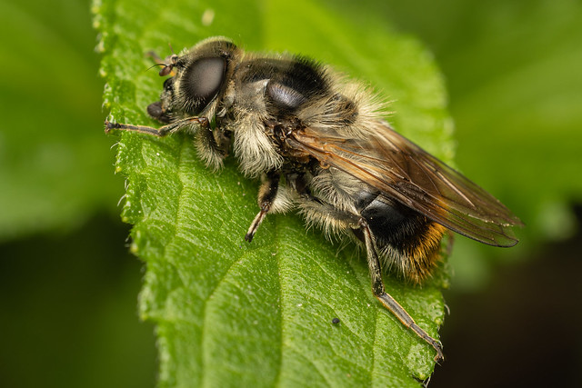 Bumblebee Blacklet (Cheilosia illustrata)