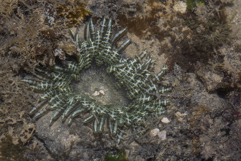 _Z2A8475 Phymanthus pinnulatus | frilly sea anemone | budak | Flickr
