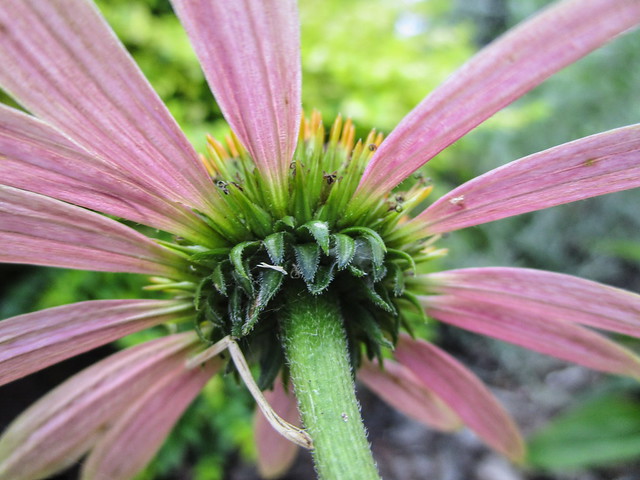Other Side of Echinacea