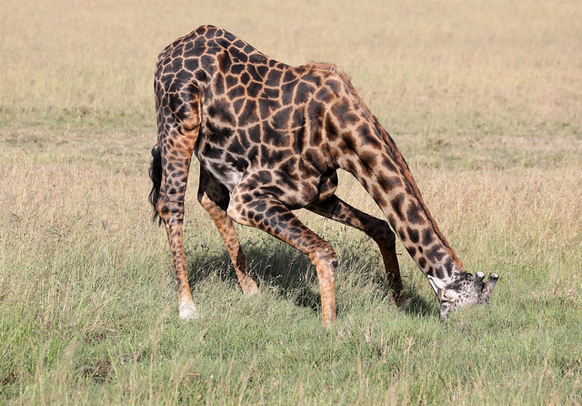 Girafe - Réserve Masai Mara 2 juillet 2022  2022-07-02 08-54-49 - m s