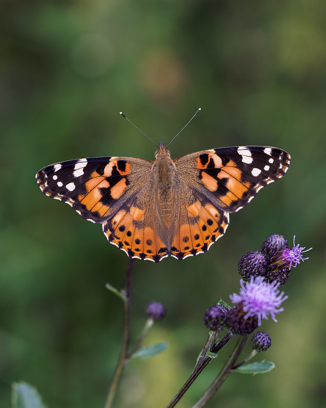 Vanessa cardui | tistelfjäril | Painted Lady