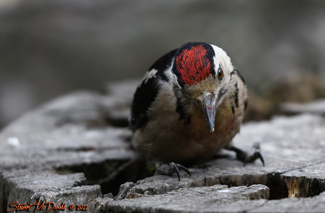 Woodpecker youngster