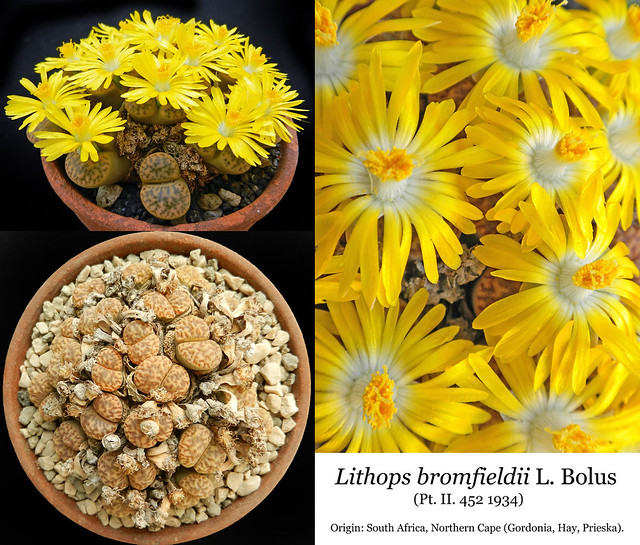Lithops bromfieldii (collage)