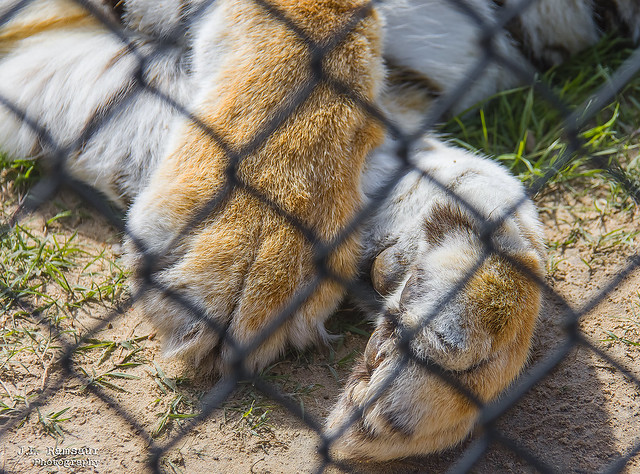 Bengal Tiger Paws - Alabama Gulf Coast Zoo - Gulf Shores, Alabama