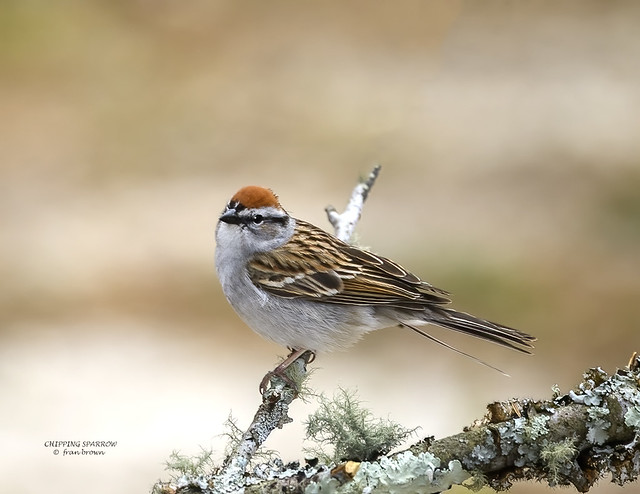 CHIPPING SPARROW  F-1074-102