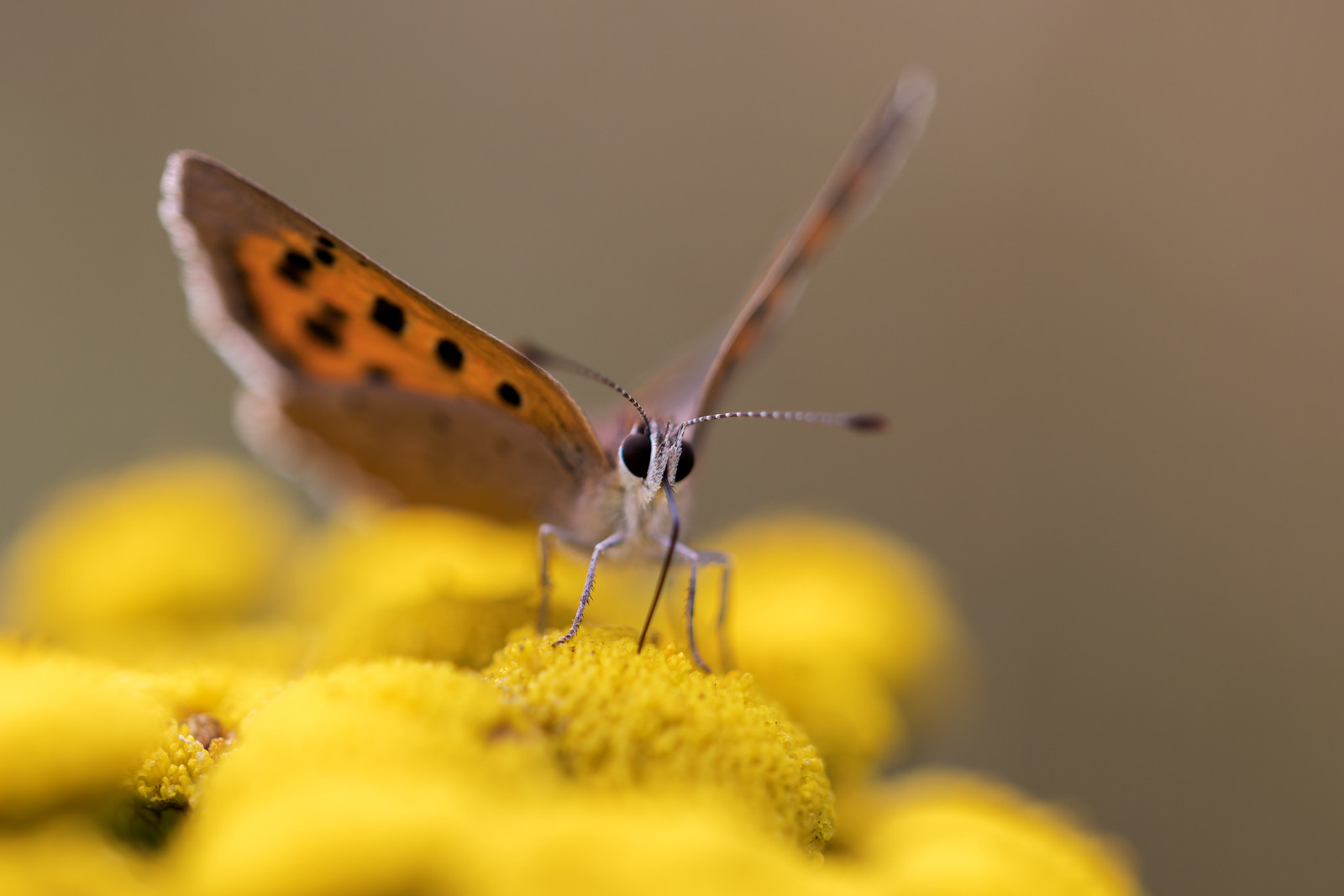 Lycaena phlaeas | mindre guldvinge | Small Copper
