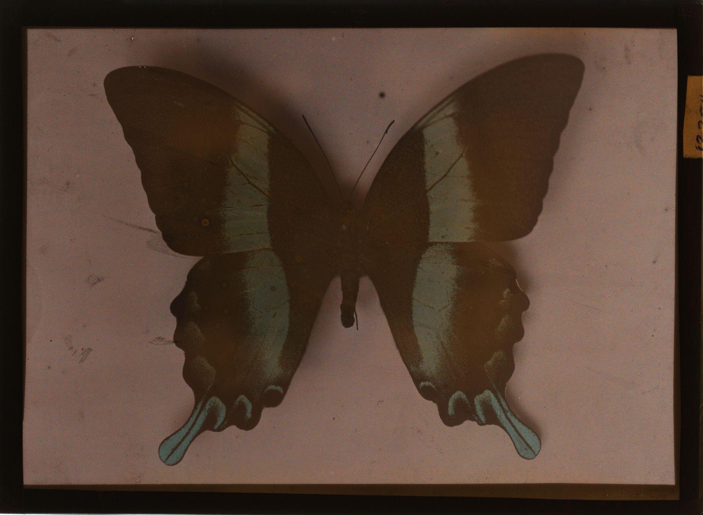 Hugh C. Knowles :: Butterfly, ca. 1910. Autochrome. | src The Royal Photographic Society Collection at the V&A Museum