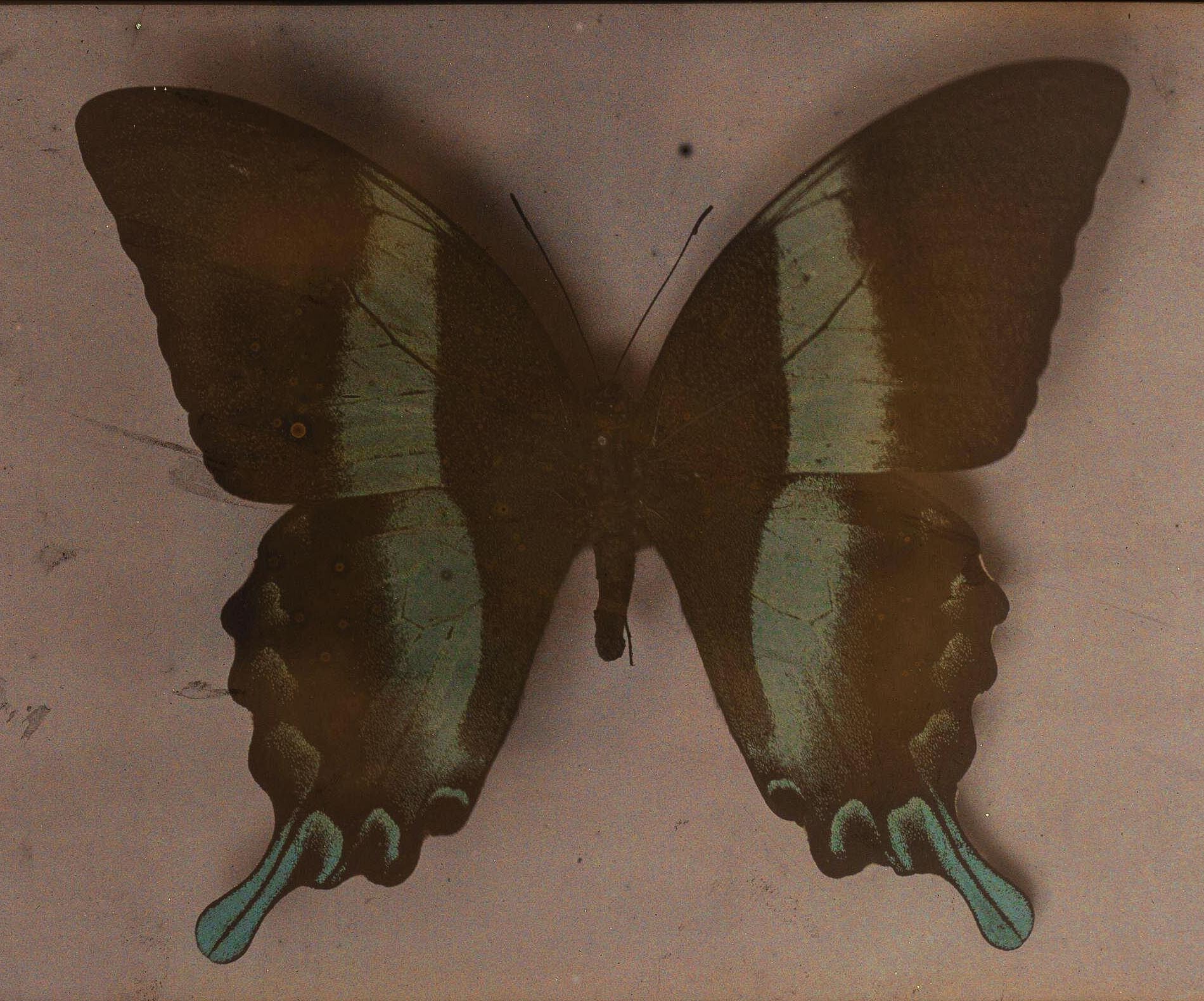 Hugh C. Knowles :: Butterfly, ca. 1910. Autochrome. | src The Royal Photographic Society Collection at the V&A Museum