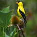 Standing at attention… American Goldfinch