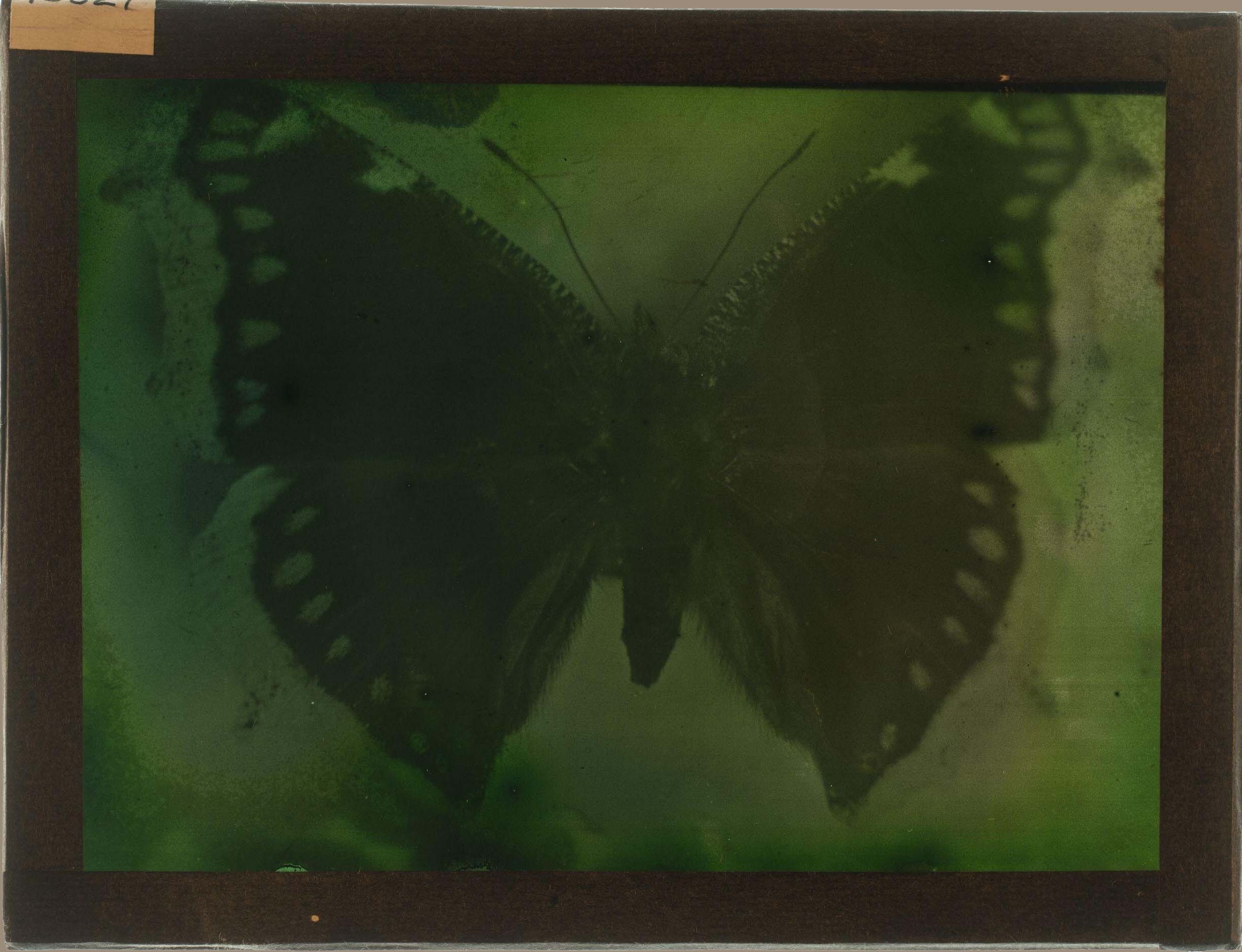Hugh C. Knowles :: Butterfly, ca. 1910. Autochrome. [full plate] | src V&A Museum