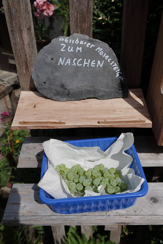 Weintrauben als kleine Aufmerksamkeit am Wegesrand in Starkenburg