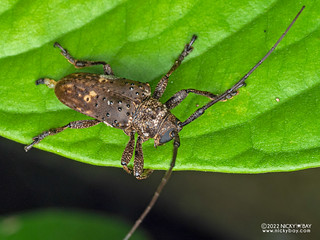 Longhorn beetle (Jamesia globifera) - P6100052