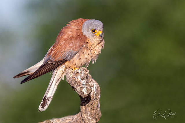 Lesser Kestrel; Falco naumanni