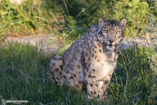 Snow Leopard - Pairi Daiza