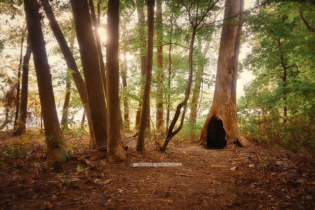 Tree Hollow Wonderland HDR