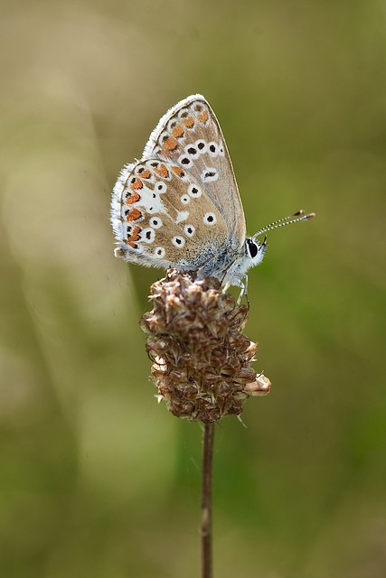 Common Blue butterfly (F)Polyommatus icarus)