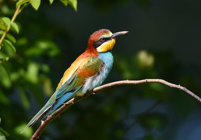 Abelharuco / Bee-eater