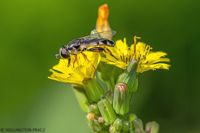THICK-LEGGED HOVERFLY