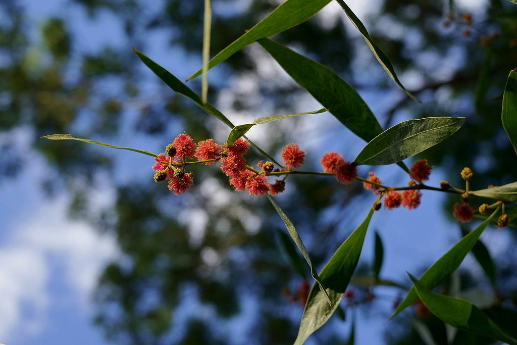Red Mimosa -  Cinnamon Wattle (Acacia leprosa)