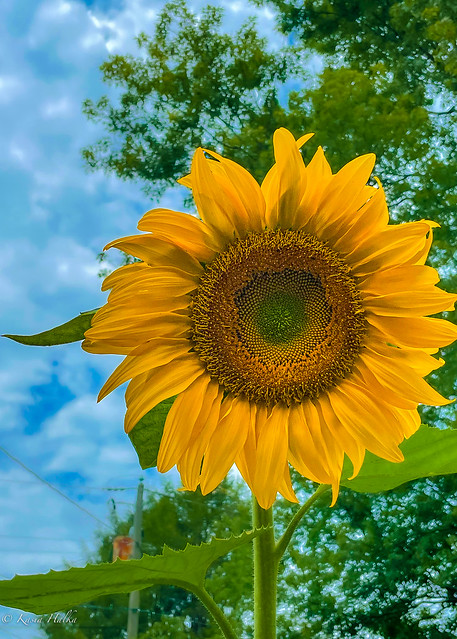 Sunflower-3597