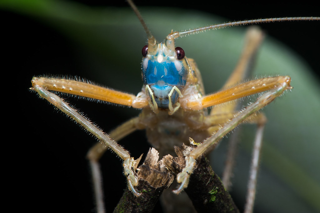 Blue-headed katydid (Tettigoniidae)