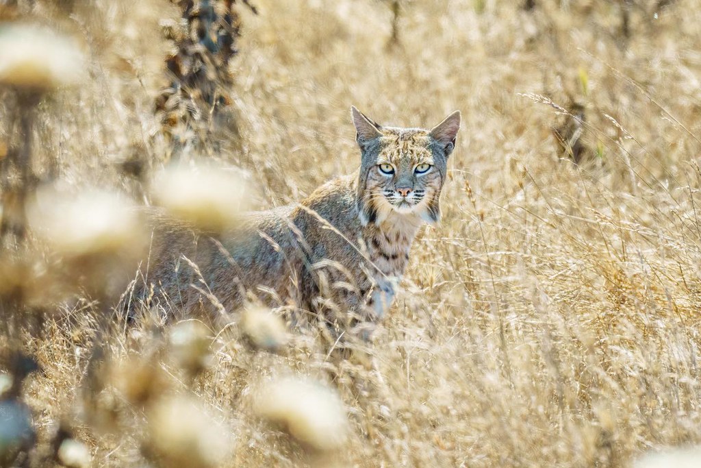 A bobcat peers out from the thistles. Point Reyes National Park. August, 2022.