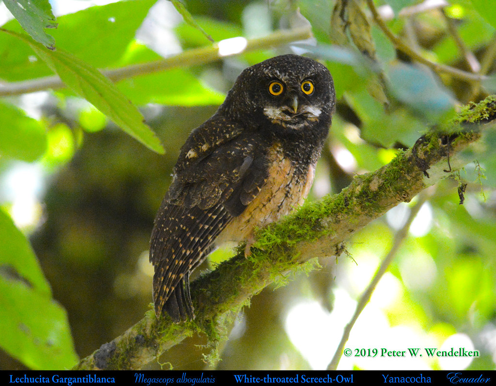 WHITE-THROATED SCREECH-OWL Megascops albogularis. Morning Perch at the Yanacocha Reserve in Ecuador. Owl Photo by Peter Wendelken.