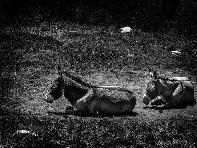 L'âne qui a bien mangé est fatigué, et l'âne fatigué doit se reposer.... / The donkey who has eaten well is tired, and the tired donkey must rest....