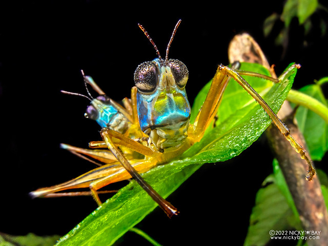 Monkey grasshopper (Eumastax sp.) - P6100364