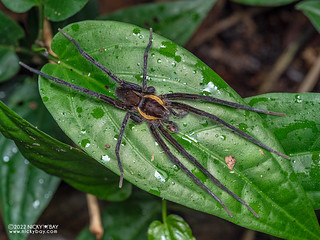 Wandering spider (Ancylometes sp.) - P6100260