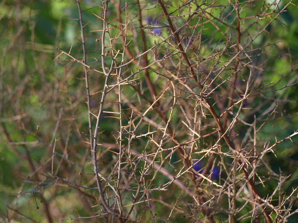 spines of dead acacia