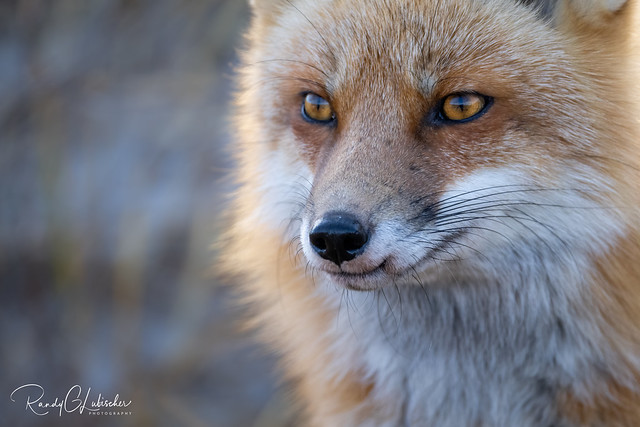 Red Fox | Vulpes Vulpes | 2022 - 61 [EXPLORED]