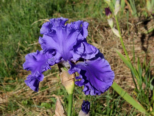Floraisons de nos Iris barbus 2013 - Page 8 52282259366_1e749a9f1a