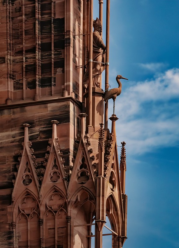 La cigogne de Notre Dame de Strasbourg... 52282424384_b68de6d4e7_c