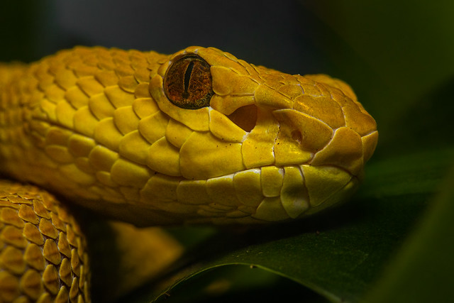 Beautiful Yellow Viper