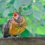 Begging Young Robin