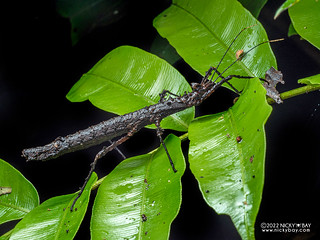 Walking stick insect (Creoxylus sp.) - P6100297