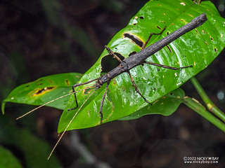 Walking stick insect (Creoxylus sp.) - P6100284