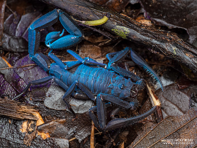 Thick-tailed scorpion (Tityus sp.) - P6100196