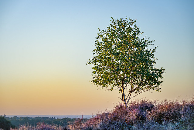Posbank- blooming heather/ lonely tree
