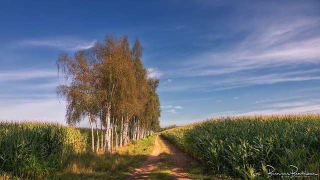 Path through the corn fields