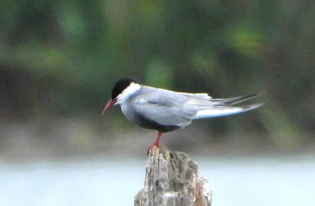 Whiskered Tern in Breeding plumage