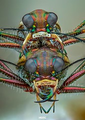 Mating Tiger beetle