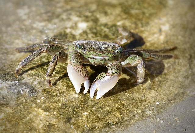 Lined Shore Crab,  Point Lobos State Reserve, California, 08-11-22