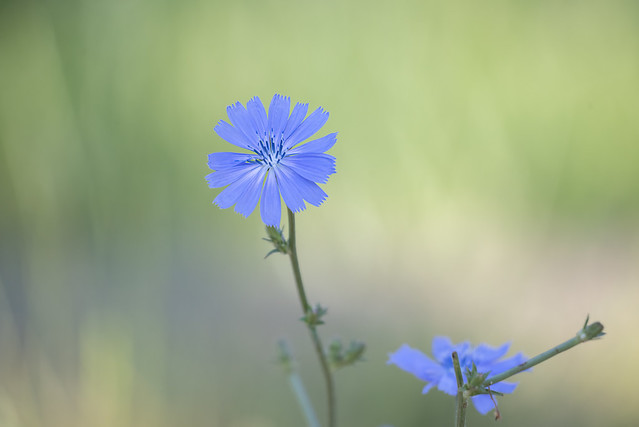 Charming Chicory…Blue is your colour.