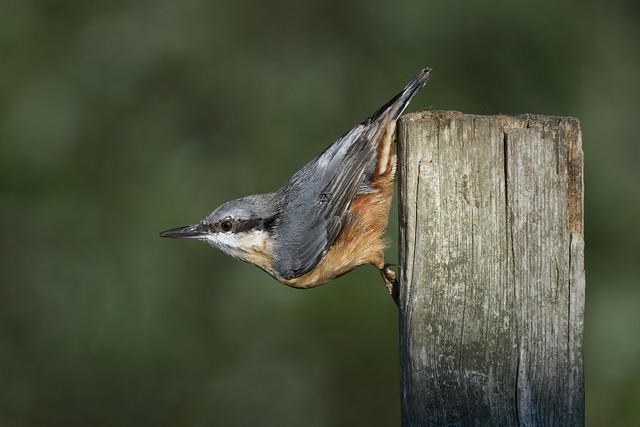 Nuthatch in the Spotlight
