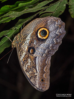 Owl-butterfly (Caligo sp.) - P6100124