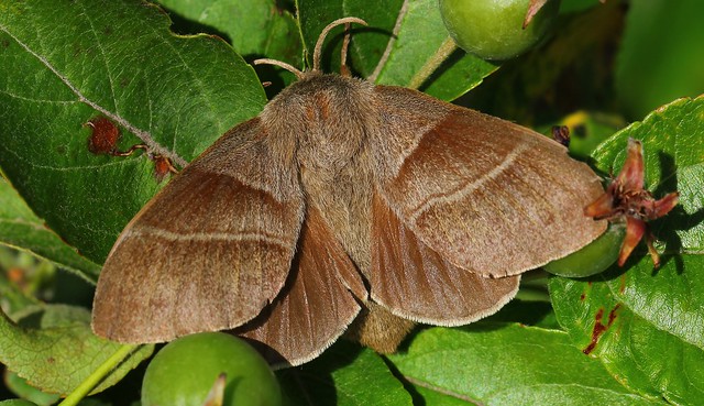 Fox Moth - Macrothylacia rubi 120622 (1)